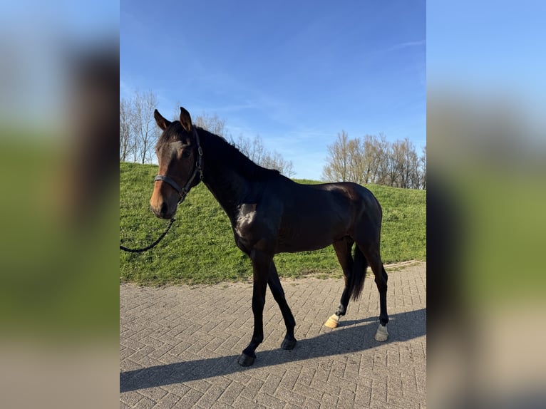 KWPN Gelding 3 years 15.2 hh Brown in Westervoort