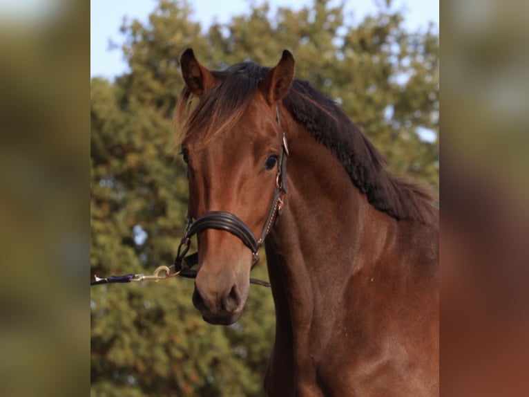 KWPN Gelding 3 years 15.2 hh Brown in Westervoort