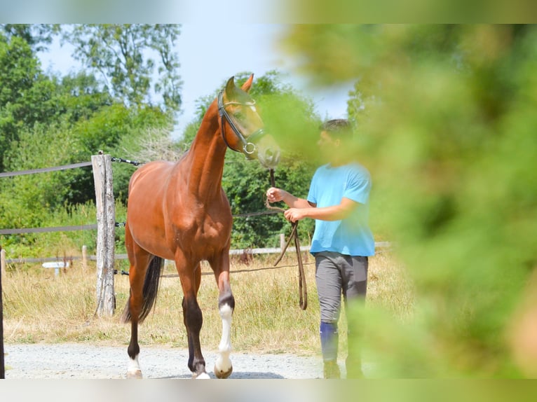 KWPN Gelding 3 years 15.2 hh Brown in Marigny