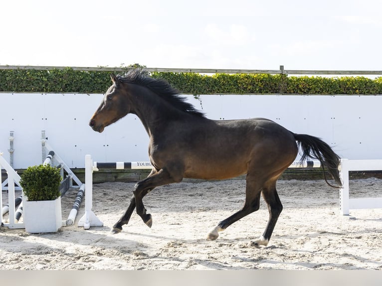 KWPN Gelding 3 years 15.2 hh Brown in Waddinxveen