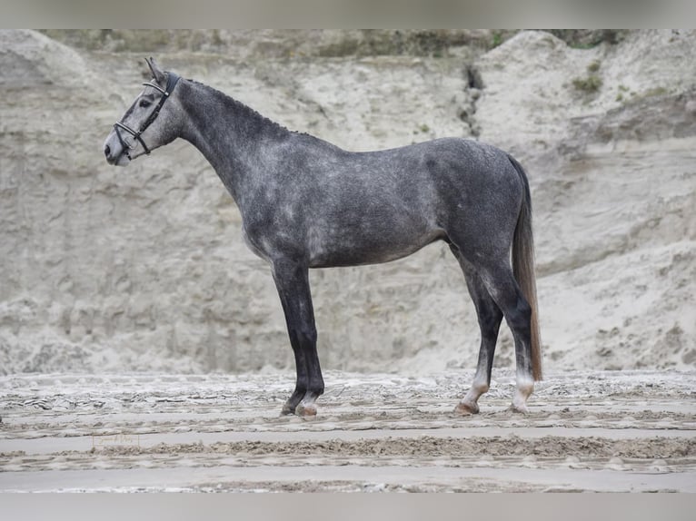 KWPN Gelding 3 years 15,2 hh Gray-Blue-Tan in Opende