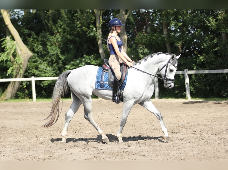KWPN Gelding 3 years 15.2 hh Grey in Britswert
