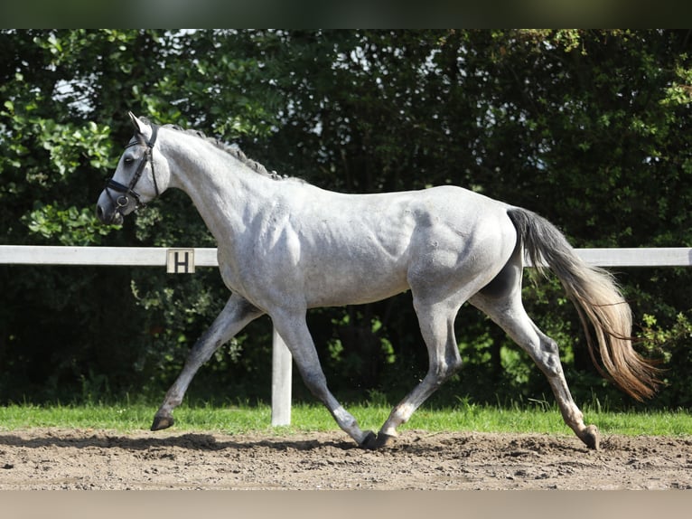 KWPN Gelding 3 years 15.2 hh Grey in Britswert