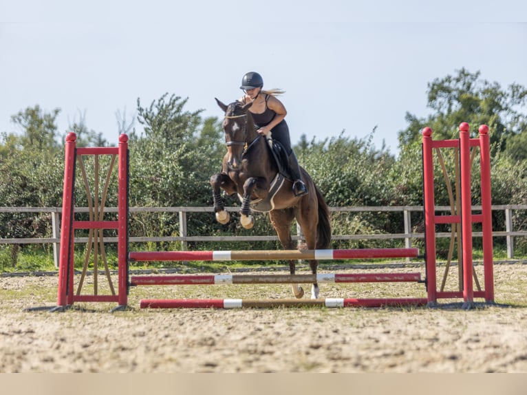 KWPN Gelding 3 years 15.3 hh Bay-Dark in Ambt Delden