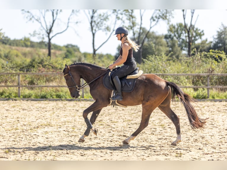 KWPN Gelding 3 years 15.3 hh Bay-Dark in Ambt Delden