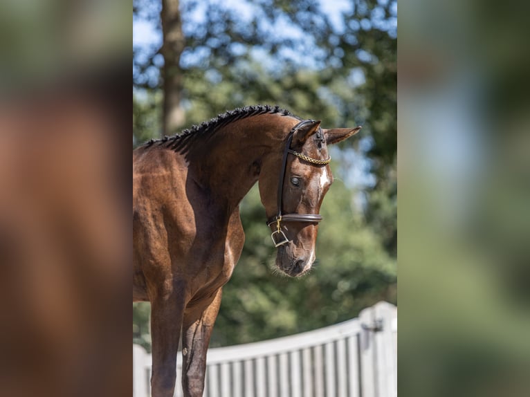 KWPN Gelding 3 years 15.3 hh Bay-Dark in Ambt Delden