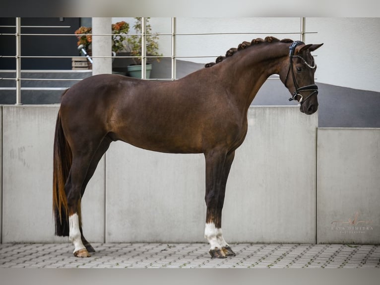 KWPN Gelding 3 years 15,3 hh Chestnut in Wehringen