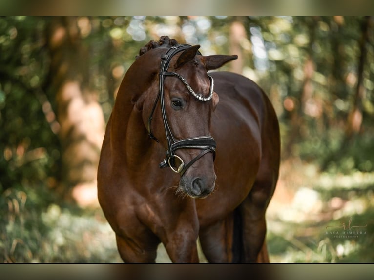 KWPN Gelding 3 years 15,3 hh Chestnut in Wehringen