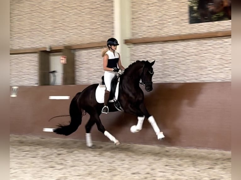 KWPN Gelding 3 years 15,3 hh Chestnut in Wehringen