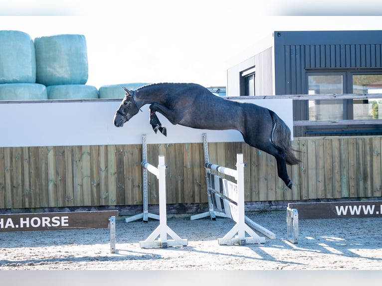 KWPN Gelding 3 years 15,3 hh Gray in GROTE-BROGEL