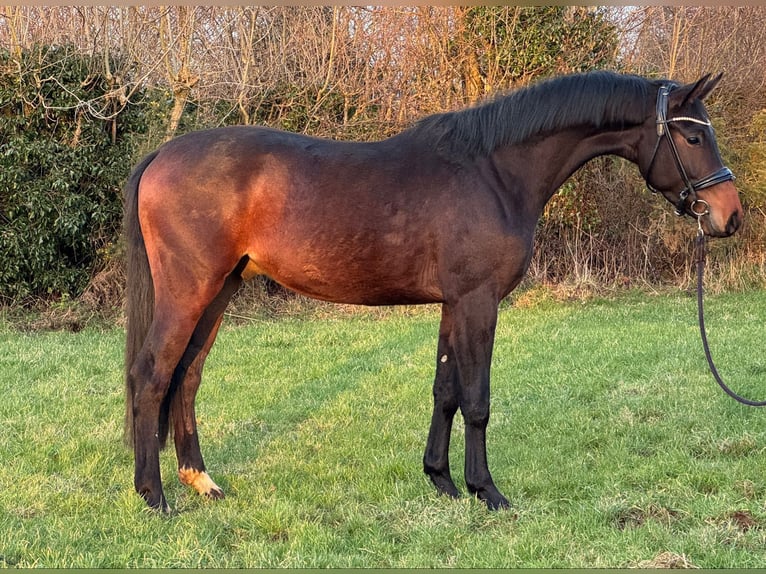 KWPN Gelding 3 years 15,3 hh Smoky-Black in Marigny le Lozon