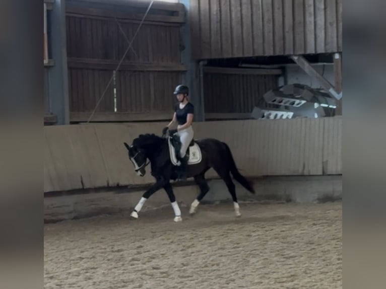 KWPN Gelding 3 years 15 hh Bay-Dark in Dielheim