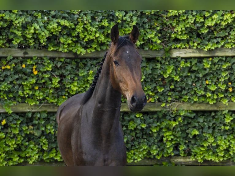 KWPN Gelding 3 years 15,2 hh Bay-Dark in Waddinxveen