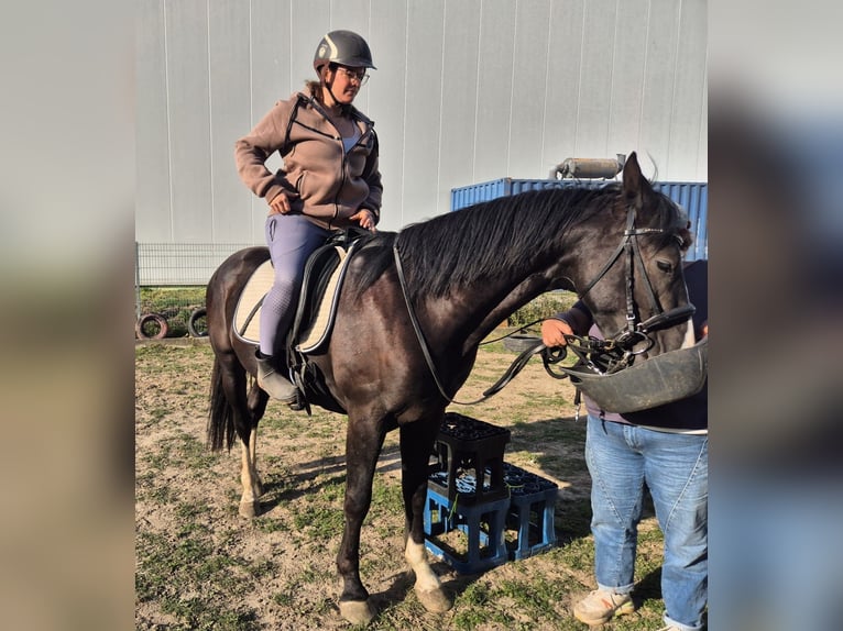 KWPN Mix Gelding 3 years 15,2 hh Black in Geseke