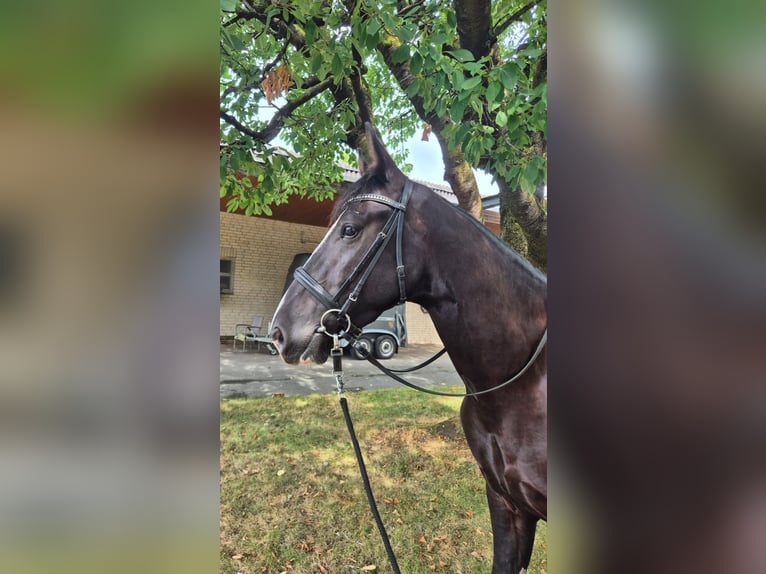 KWPN Mix Gelding 3 years 15,2 hh Black in Geseke