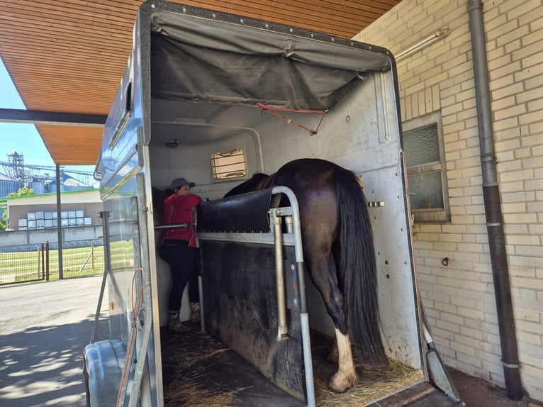 KWPN Mix Gelding 3 years 15,2 hh Black in Geseke
