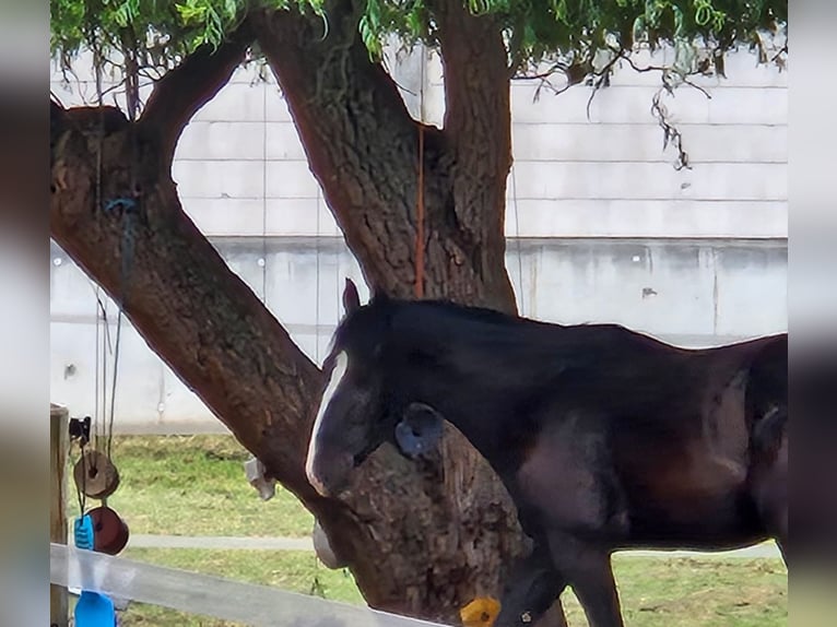 KWPN Mix Gelding 3 years 15,2 hh Black in Geseke