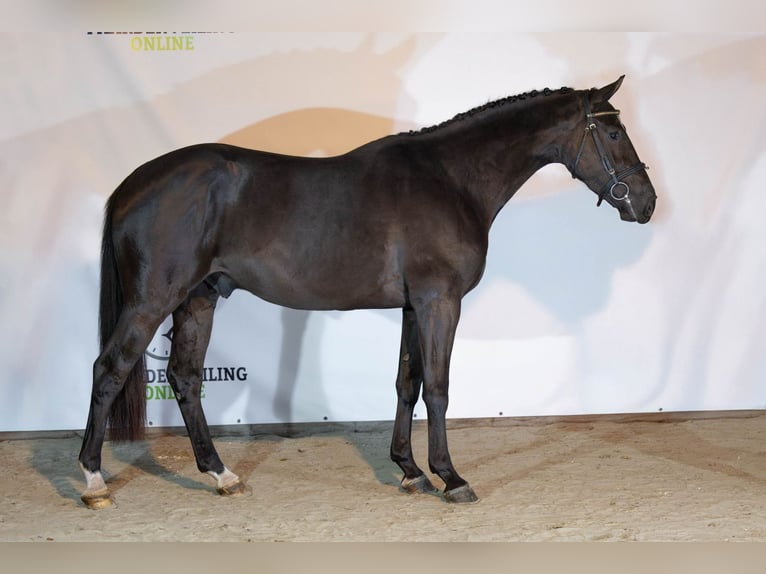 KWPN Gelding 3 years 15,2 hh Black in Heerde