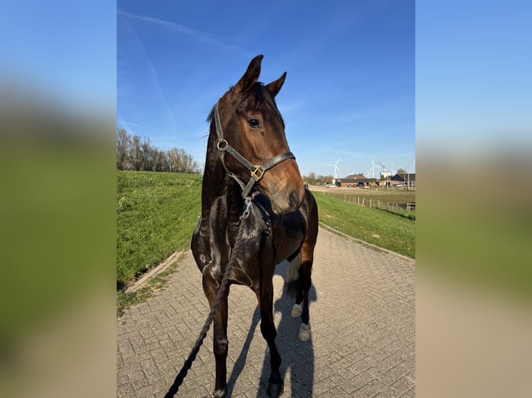 KWPN Gelding 3 years 15,2 hh Brown in Westervoort