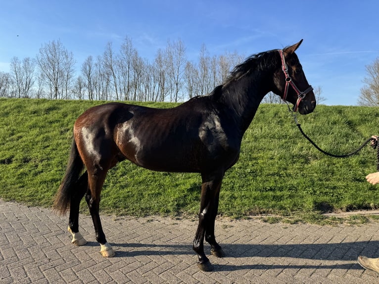 KWPN Gelding 3 years 15,2 hh Brown in Westervoort