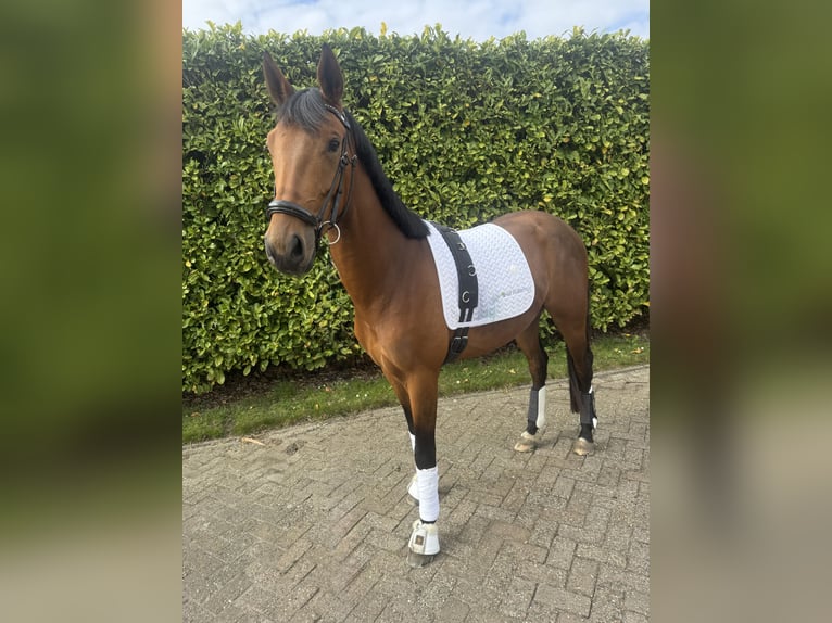 KWPN Gelding 3 years 15,2 hh Brown in Oude-Tonge