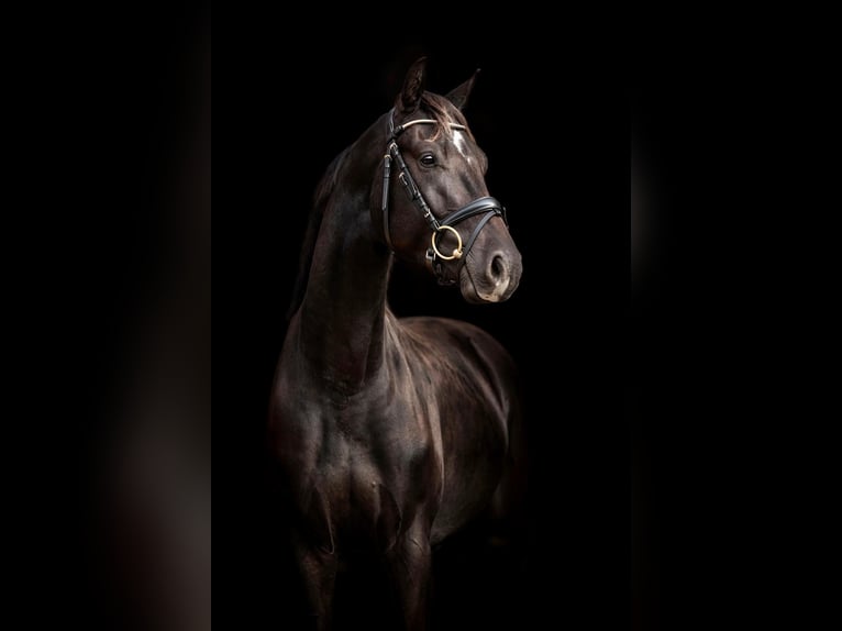 KWPN Gelding 3 years 15,2 hh in Riga