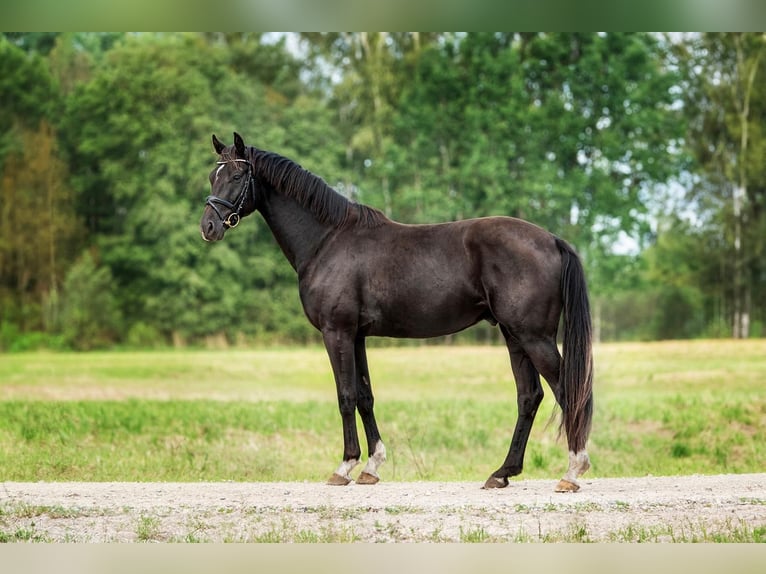 KWPN Gelding 3 years 15,2 hh in Riga