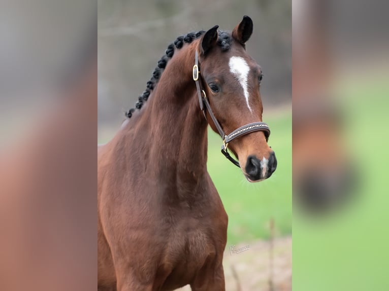 KWPN Gelding 3 years 15,3 hh Bay-Dark in Peer