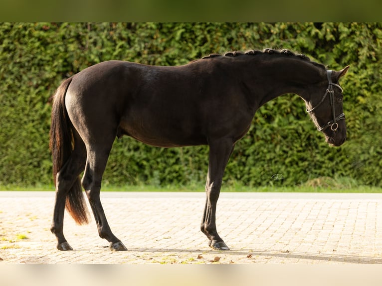 KWPN Gelding 3 years 15,3 hh Black in Biddinghuizen