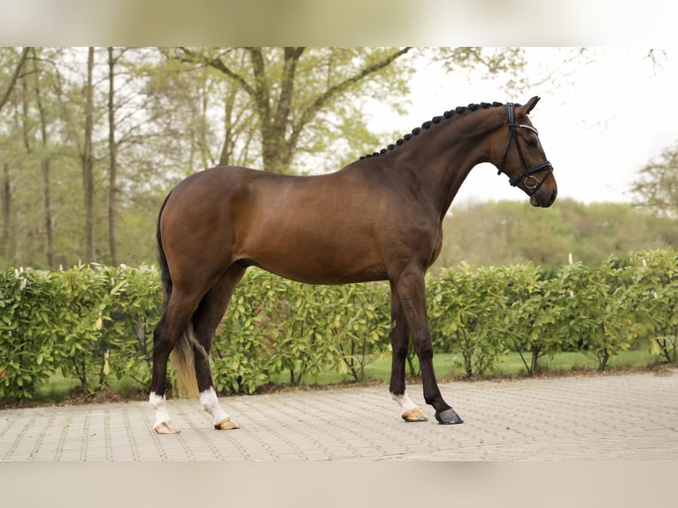 KWPN Gelding 3 years 16.1 hh Bay-Dark in Schüttorf