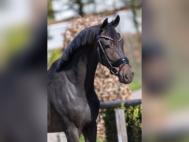 KWPN Gelding 3 years 16.1 hh Bay-Dark in Steensel