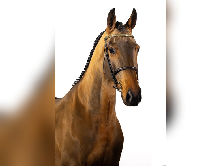 KWPN Gelding 3 years 16,1 hh Bay-Dark in Ommen