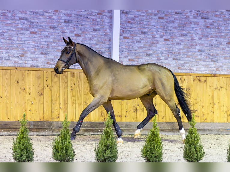 KWPN Gelding 3 years 16,1 hh Bay-Dark in Ommen