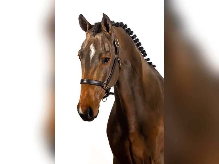 KWPN Gelding 3 years 16,1 hh Bay-Dark in Ommen