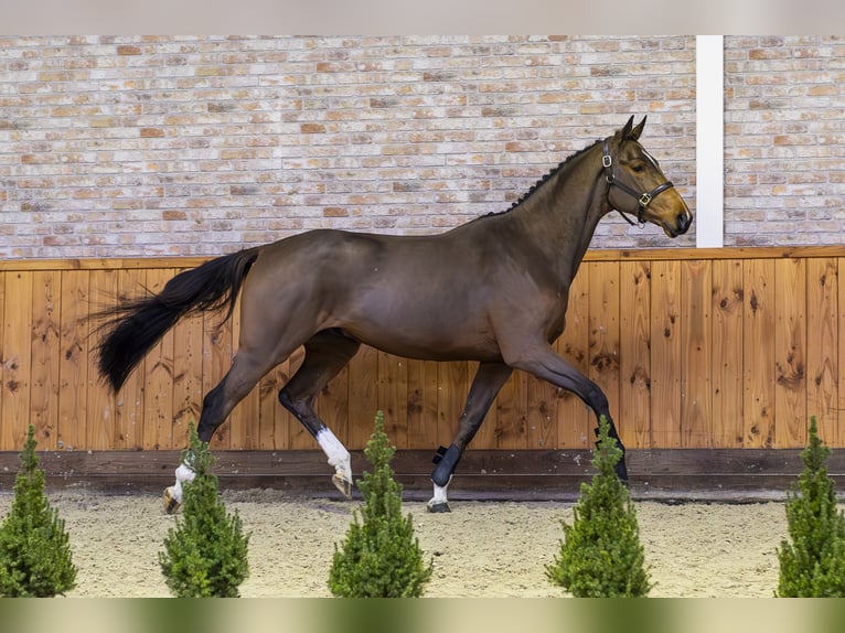 KWPN Gelding 3 years 16,1 hh Bay-Dark in Ommen