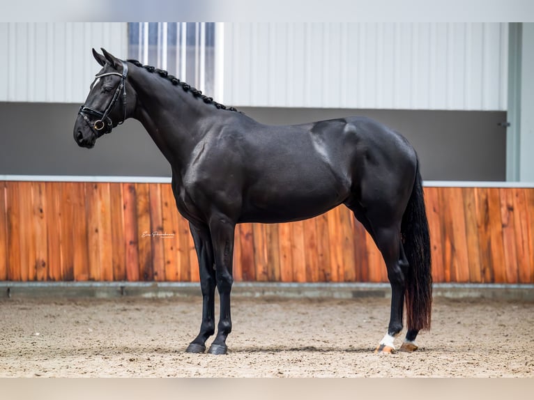 KWPN Gelding 3 years 16,1 hh Black in Andijk