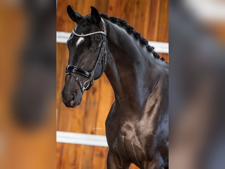 KWPN Gelding 3 years 16,1 hh Black in Andijk