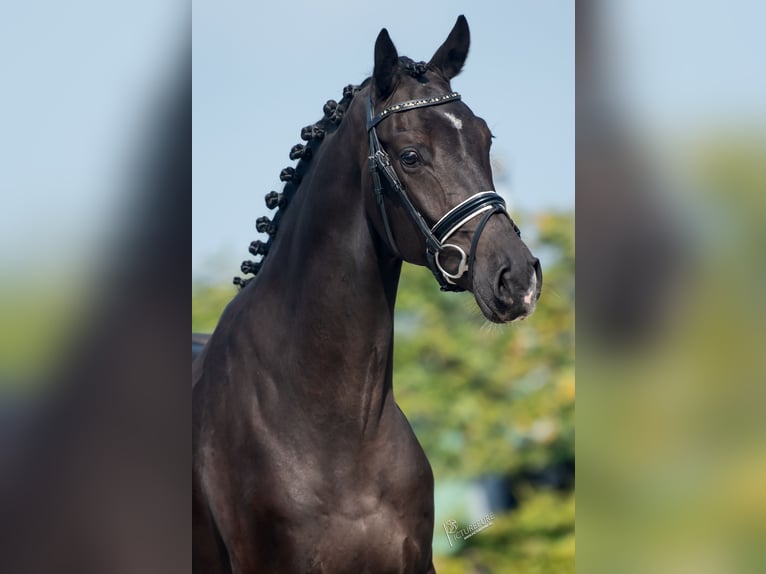 KWPN Gelding 3 years 16,1 hh Black in Goch