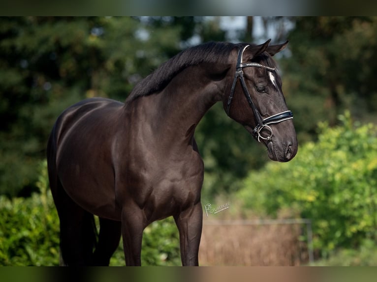 KWPN Gelding 3 years 16,1 hh Black in Weert