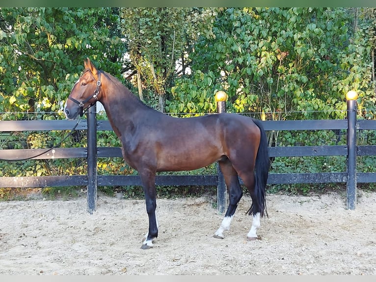 KWPN Gelding 3 years 16,1 hh Brown in Schöppingen