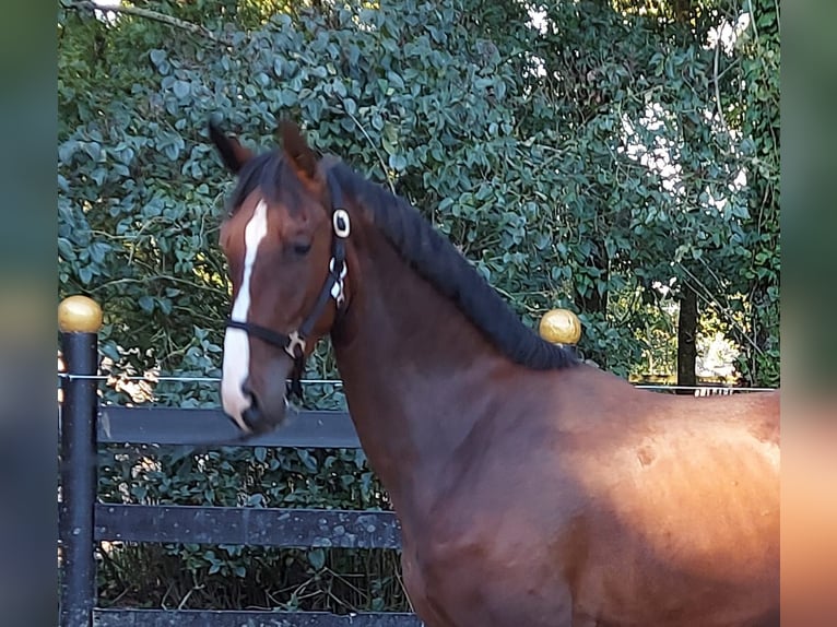 KWPN Gelding 3 years 16,1 hh Brown in Schöppingen