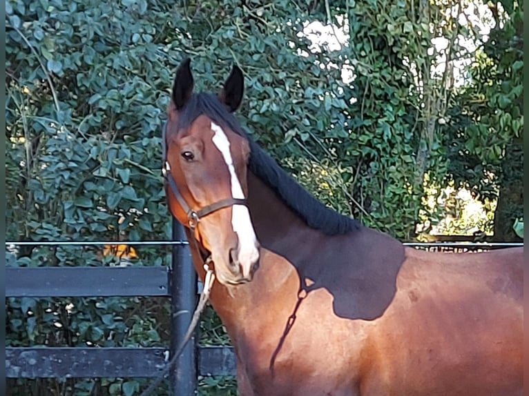 KWPN Gelding 3 years 16,1 hh Brown in Schöppingen
