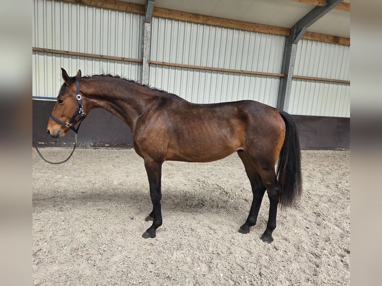 KWPN Gelding 3 years 16.1 hh Brown in Swalmen