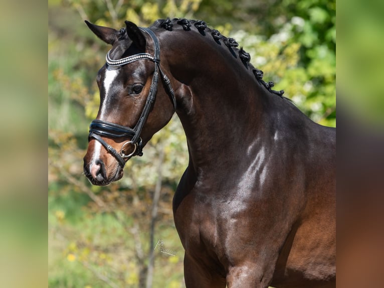 KWPN Gelding 3 years 16.1 hh Brown in Peer