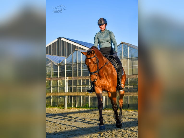 KWPN Gelding 3 years 16,1 hh Brown in Ridderkerk