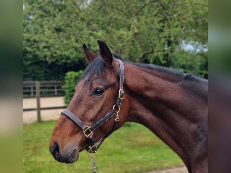 KWPN Gelding 3 years 16,1 hh Brown in Diever