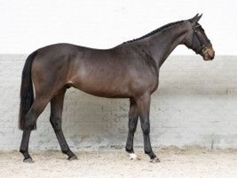 KWPN Gelding 3 years 16,1 hh Brown in Heerde