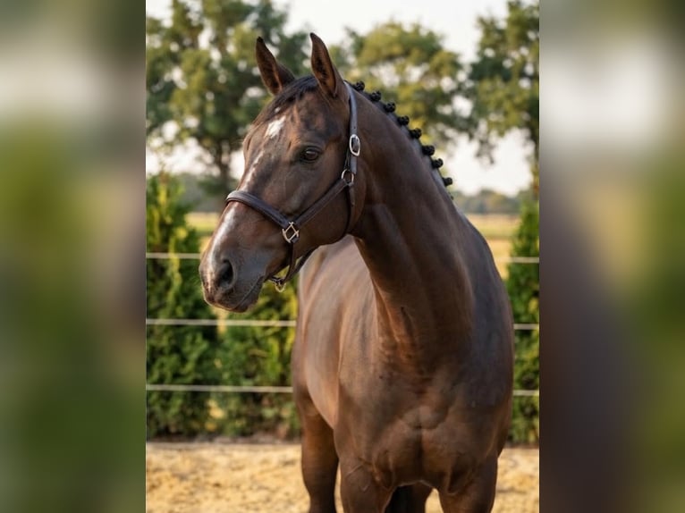 KWPN Gelding 3 years 16.1 hh Brown in Kosice
