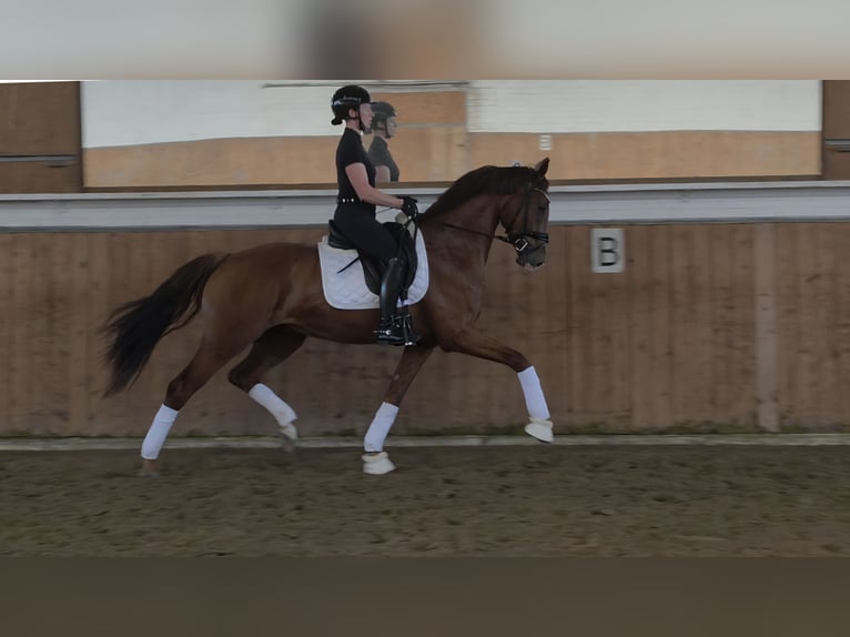 KWPN Gelding 3 years 16.1 hh Chestnut in Lippetal