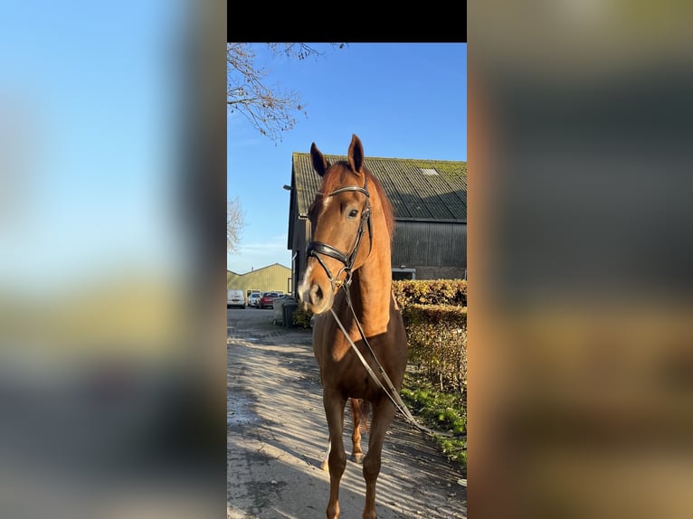 KWPN Gelding 3 years 16,1 hh Chestnut-Red in Bergen aan Zee